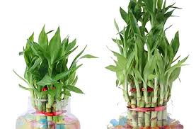 پاورپوینت بررسي تثبيت و تورم خاك رس توسط گياه بامبو 